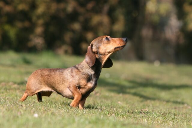 5 prodotti per la cura del cane Bassotto, i migliori per il suo benessere