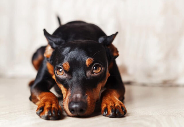 5 prodotti per la cura del cane Pinscher, i migliori per Bau