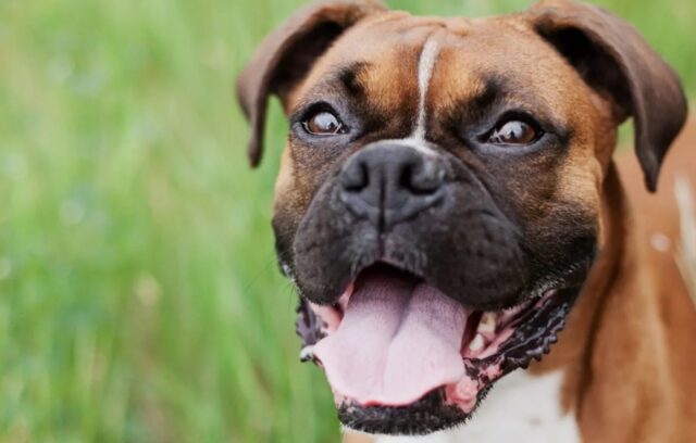 5 prodotti per la cura del cane Boxer, gli irrinunciabili per Fido