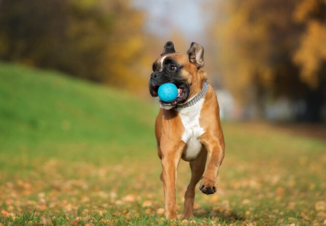 5 prodotti di bellezza per il cane Boxer, i migliori per il migliore