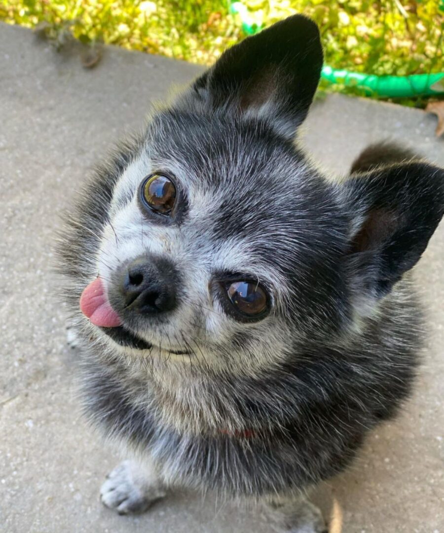 rocky il cane anziano che fa le linguacce