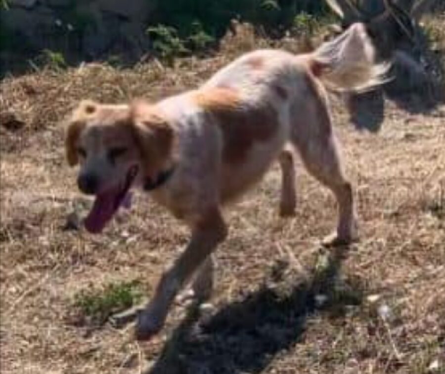 cagnolina cammina sul prato secco