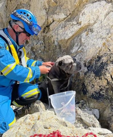 Una cagnolina cade in una scogliera e si mimetizza con essa: il salvataggio