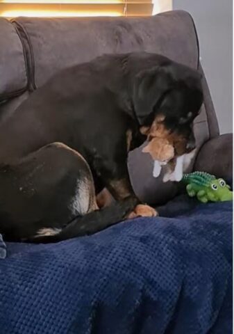 Rottweiler aiuta una mamma gatta con i suoi piccoli (VIDEO)
