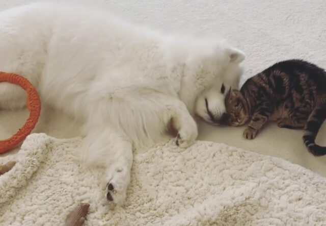 Samoiedo e gatto testa contro testa, una dichiarazione d’amore speciale (VIDEO)