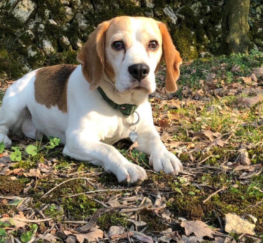 cagnolina femmina media taglia