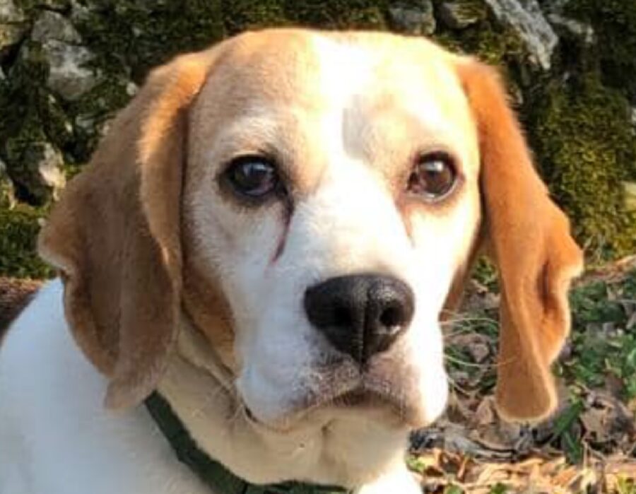 cane beagle dettagli volto