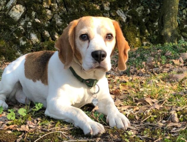 San Peretto, smarrita la cagnolina Beagle Pandora, la cucciola sarà sicuramente spaventata