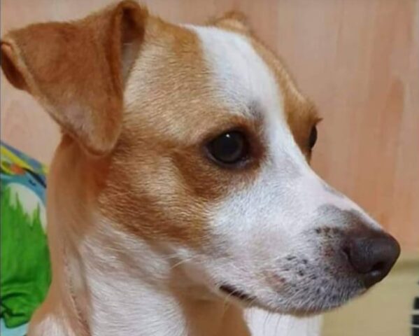 Scordia, fuggito via dalla propria abitazione per paura dei fuochi d’artificio, si perde il cagnolino Raul