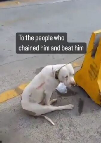 Cane colpito e legato alla catena: il salvataggio (VIDEO)