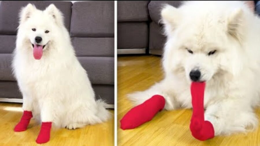 simpatico cagnolone indossa calzini per la prima volta