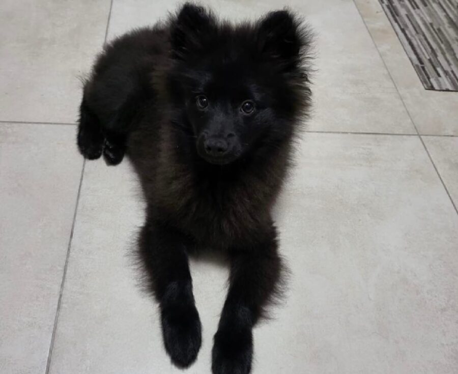 cagnolino teddy pelo scuro