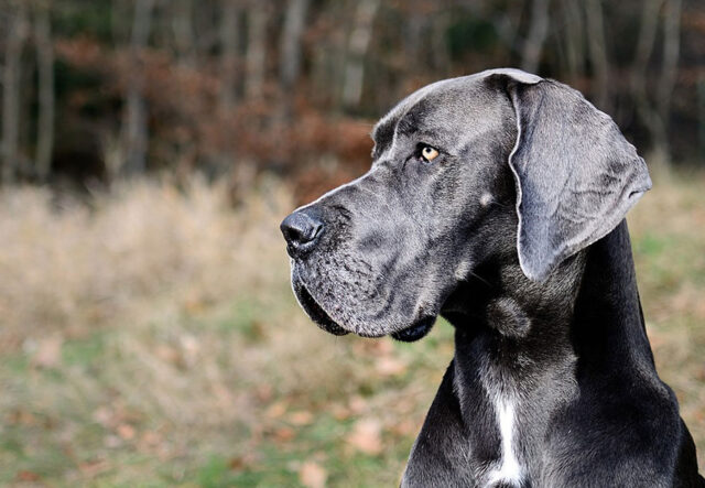 5 spazzole per il cane Alano, le migliori per il suo manto