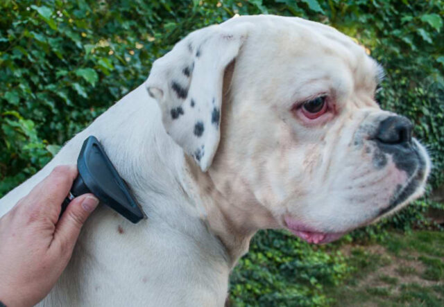 5 spazzole per il cane Boxer, le più indicate per le esigenze di Fido