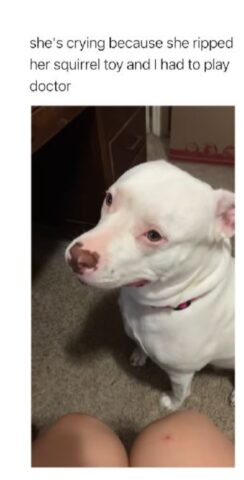 La Pit Bull che piange perché il suo peluche deve essere operato (VIDEO)