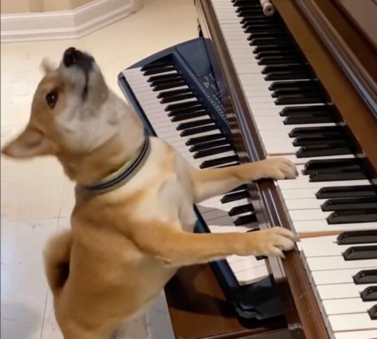 Sushi, il cane Shiba Inu suona il pianoforte come un vero musicista (VIDEO)