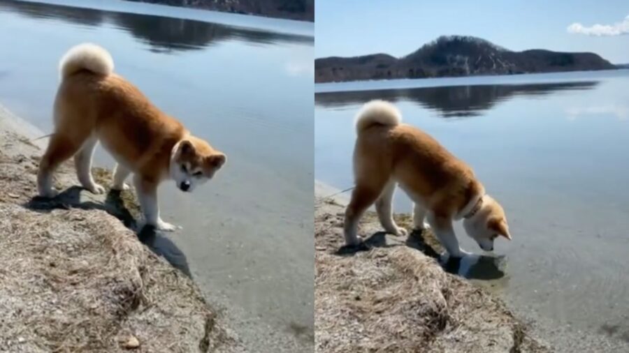 Akita Inu che beve dal lago