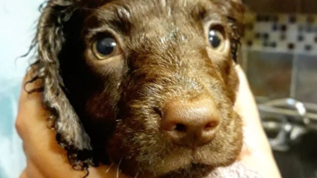 Timber, il cucciolo di American Water Spaniel che non vorrebbe mai smettere di nuotare (VIDEO)