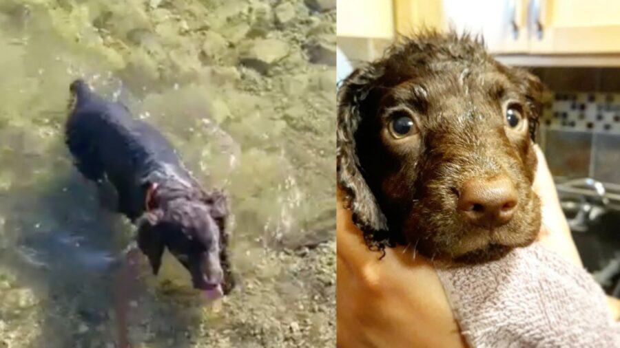 Timber, adorabile cucciolo di American Water Spaniel