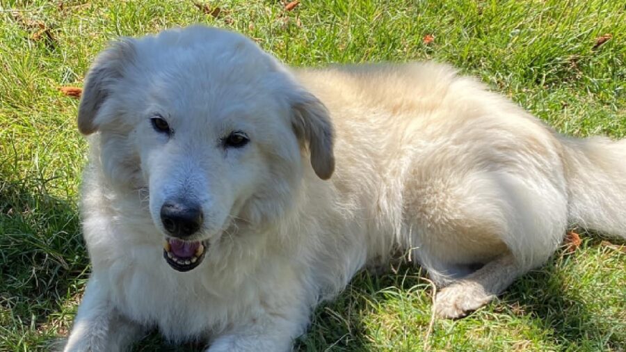 cane ringhio sul prato