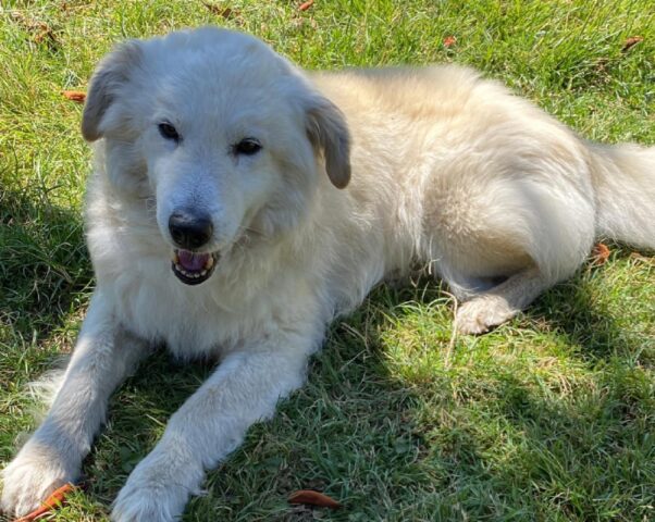 Tivoli, proseguono le ricerche per rintracciare il povero Ringhio, il cane Pastore Maremmano scomparso