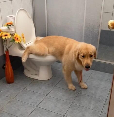 Tokyo, la cagnolona Golden Retriever che usa il gabinetto in modo buffissimo (VIDEO)