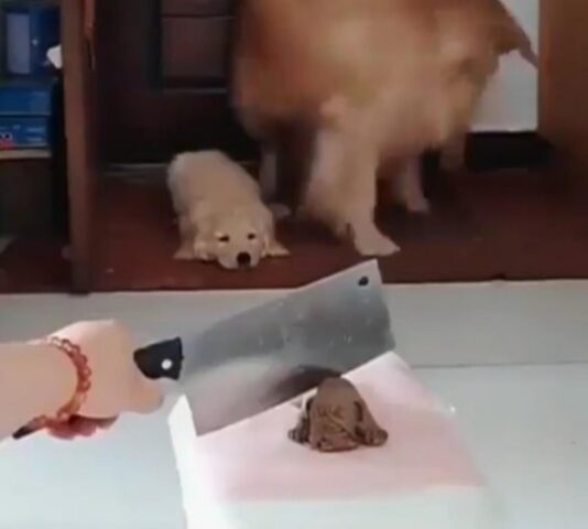 La mamma del cucciolo di Golden Retriever si spaventa quando la sua padrona taglia una torta a forma di cane e porta via suo figlio (VIDEO)