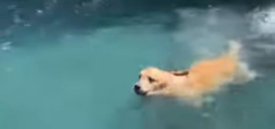 cani fanno tuffi in piscina