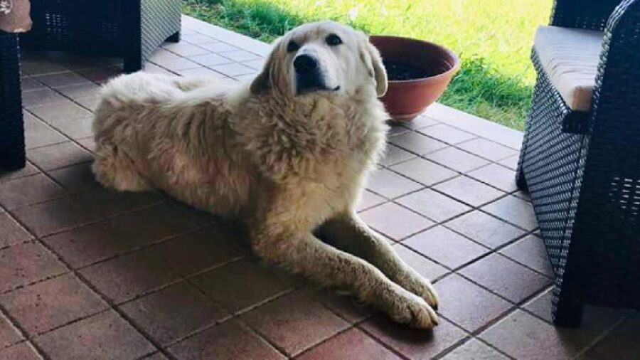 cane orso naso e occhi neri