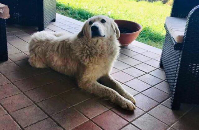 Valcaldara, cane Pastore Maremmano si perde, Orso potrebbe essersi allontanato e non di poco