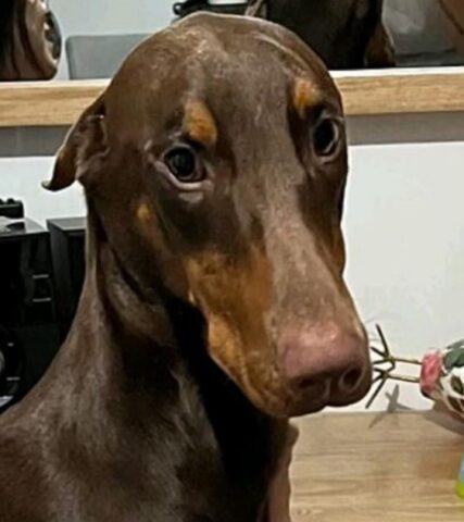 Cane impaziente mangia tutta la sua torta (VIDEO)