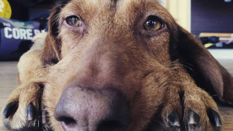 cagnolina naso come pelo