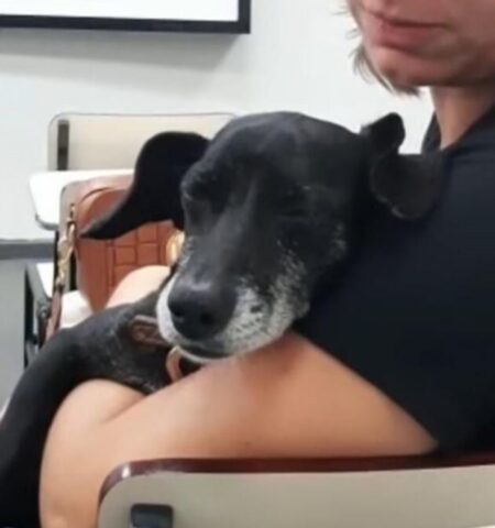 Un cane adottato da una studentessa perché comparso in classe (VIDEO)