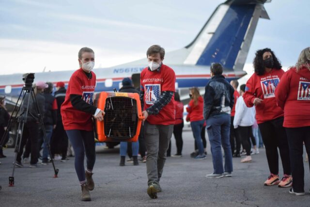 315 cani e gatti salvati grazie a due aerei di solidarietà