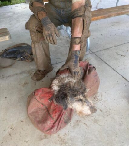Abby, la cagnolina anziana che è finita in una grotta buia
