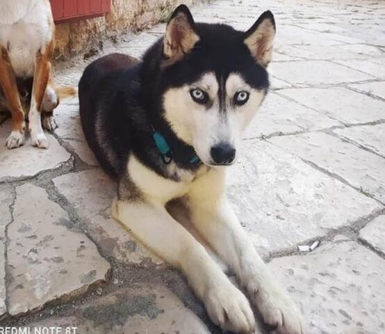 Akyma si fida di noi: aiutiamo quest’Husky a trovare una famiglia speciale