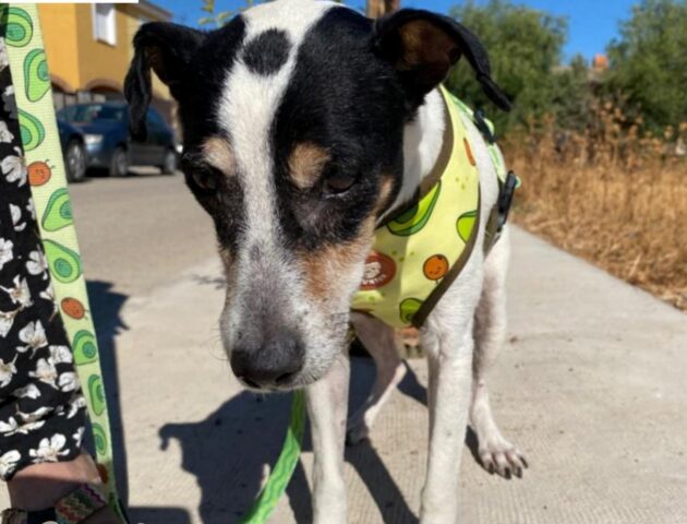 Amelia, la cagnolona anziana trovata legata ad un lampione