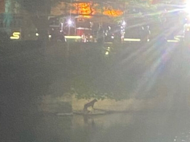 Vigili del Fuoco salvano un cane caduto in un fiume a notte fonda