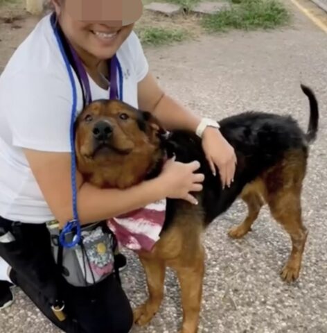 Bear, il cagnolone anziano che stava per essere soppresso