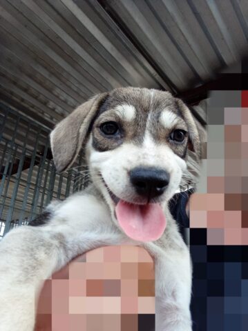 Beber, meraviglioso cagnolino è alla ricerca di un’adozione del cuore