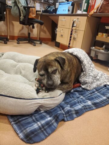 Betty White, la cagnolona anziana che è stata scaricata in rifugio