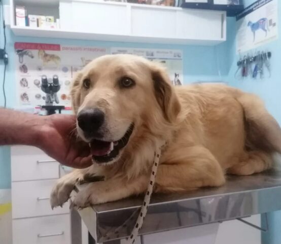 Black: Golden Retriever cerca una nuova casa in cui poter giocare