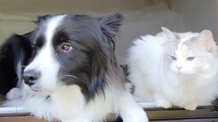 Border Collie e gatto baciati dal vento sono felici