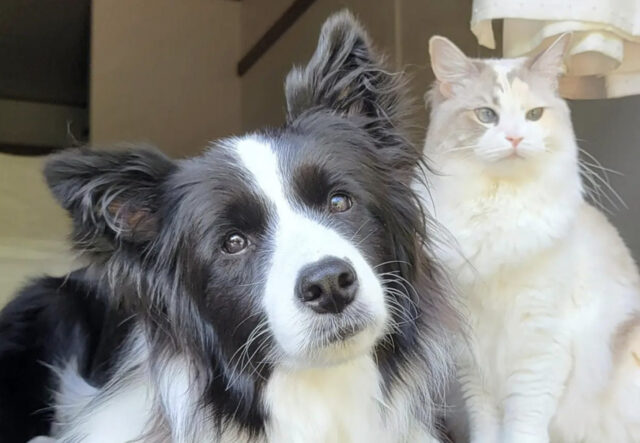 Border Collie e gatto baciati dal vento, un momento di pace e armonia (VIDEO)