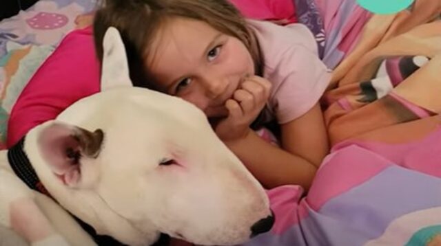 Il Bull Terrier Bane è l’unico che riesce a calmare la sorellina affetta da ADHD (VIDEO)