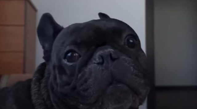 Un Bulldog francese assonnato ama e non rinuncia alla sua routine mattutina (VIDEO)