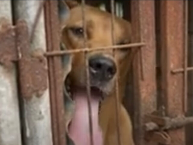 21 cani salvati 3 giorni prima di essere uccisi per la loro carne