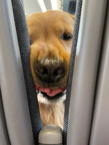 Golden Retriever sul treno vuole ad ogni costo le patatine della sua umana