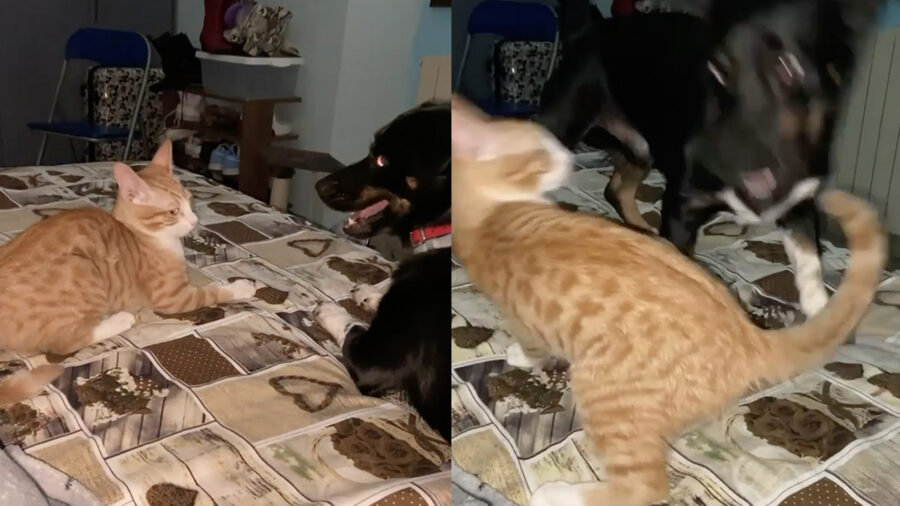 Cane e gatto, momenti di gioco improvvisi esilaranti