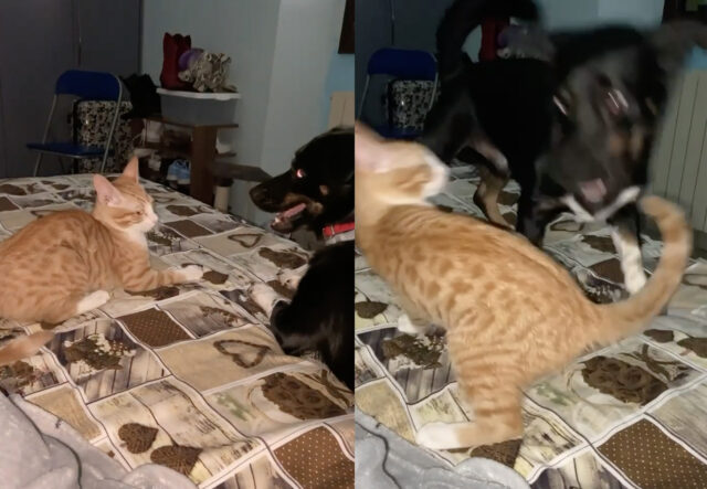 Cane e gatto, momenti di gioco improvvisi: “Amore fraterno” (VIDEO)